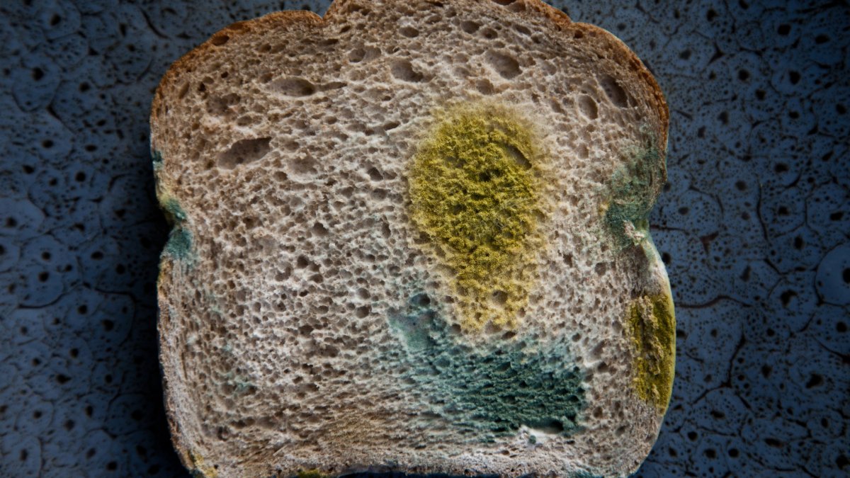 What happens if you eat mold food safety experts share which types to
