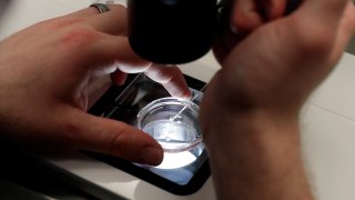 FILE - Lab staff prepare small petri dishes, each holding several 1- to 7-day-old embryos, for cells to be extracted to test for viability at the Aspire Houston Fertility Institute in vitro fertilization lab Feb. 27, 2024, in Houston.
