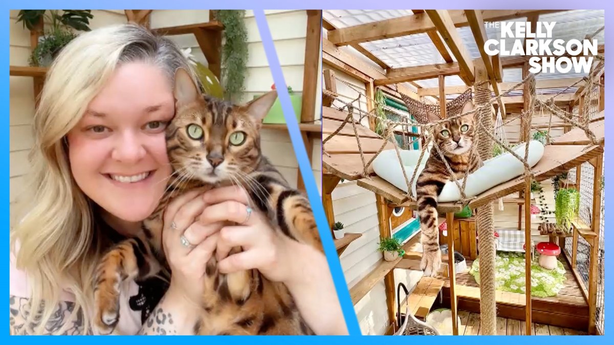 Couple goes viral for incredible ‘cat paradise’ home transformation ...