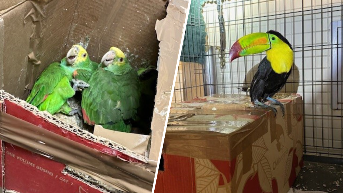 Border agents halt attempted exotic-bird smuggling in Tecate – NBC New York - Vimarsana News