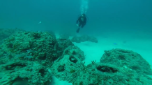 Scuba diver swims near reef balls