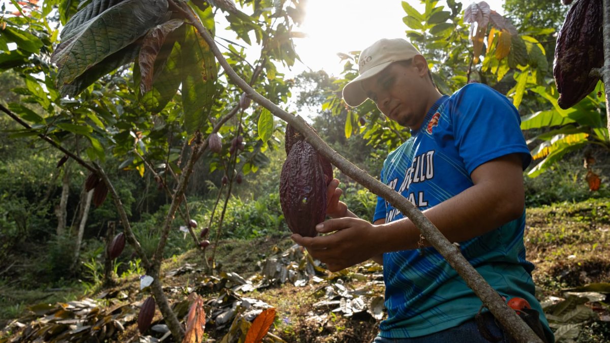 Cocoa and coffee prices have soared to record highs — and Citi says there may still be room to run - Vimarsana News