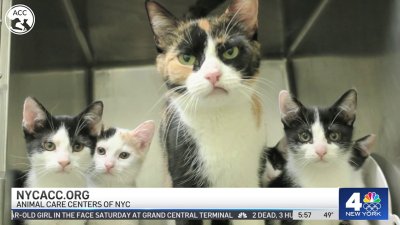 Clear the Shelters: Kitten season