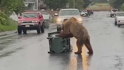 How NJ is looking to prevent bears from eating out of residents' trash cans