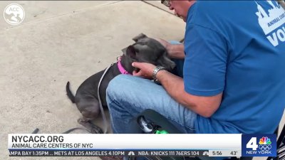 Clear the Shelters: National Volunteer Week