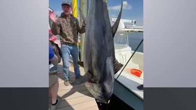 Fishermen catch 718 pound tuna in New Jersey