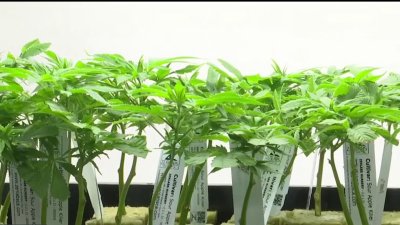 San Diego's cannabis equity program at risk of being cut