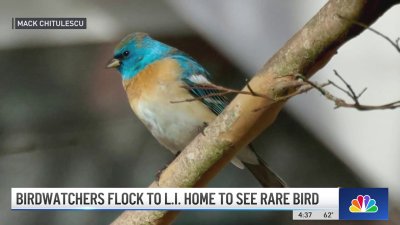 Birdwatchers flock to Long Island to see rare bird