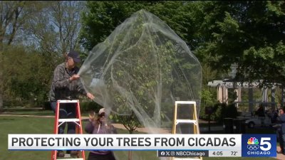 As cicadas emerge in Chicago area, experts offer advice to homeowners