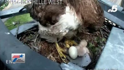 Video shows new hawk hatchling in its nest