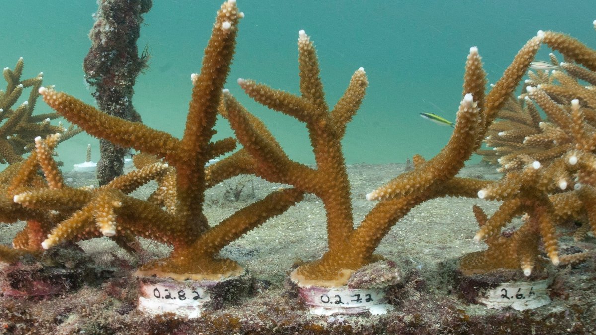 Florida researchers use boba straws to protect baby corals on ocean reefs – NBC New York - Vimarsana News