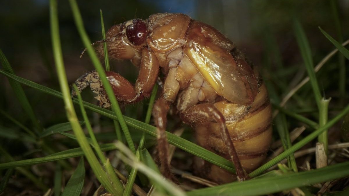 Cicada facts: Insect top of animal kingdom in urination flow rate – NBC New York - Vimarsana News