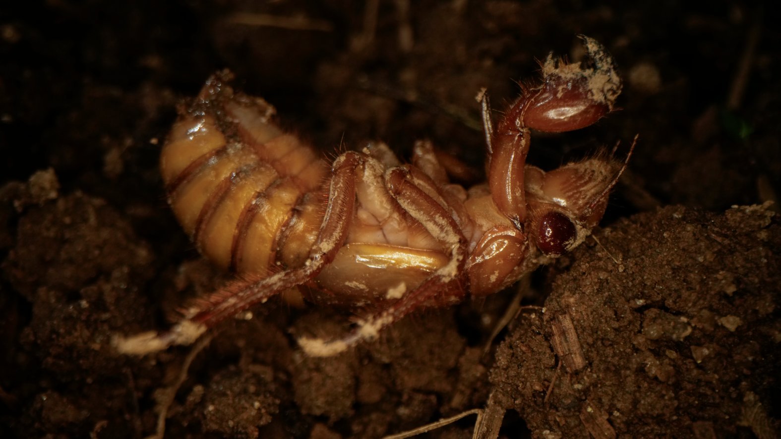 Sacida Insects Cicada facts: Insect top of animal kingdom in urination flow rate – NBC ...