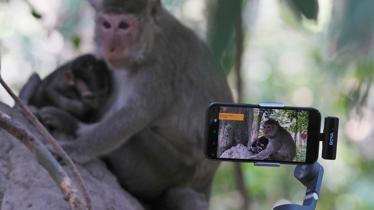 YouTubers increasingly abuse monkeys at the Angkor UNESCO site for clicks – NBC New York - Vimarsana News