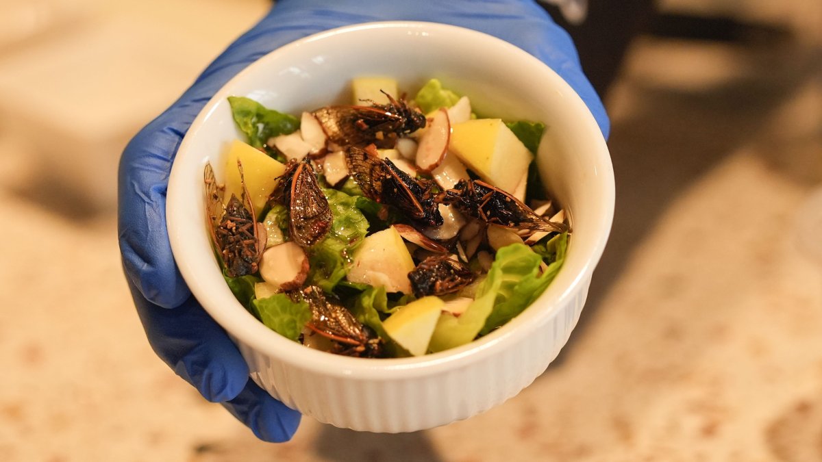 New Orleans cafe offers insect-based treats with cicadas, crickets, more – NBC New York - Vimarsana News