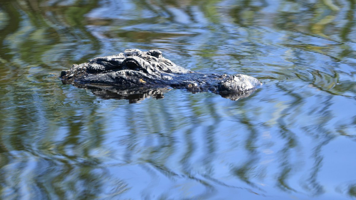 Diver faced life or death choice after being pinned underwater by alligator – NBC New York - Vimarsana News