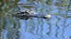 Diver pinned underwater by an alligator figured he had choice: Lose his arm or lose his life
