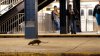 Deadly in dogs and humans, cases of bacterial infection linked to rats trend up in NYC
