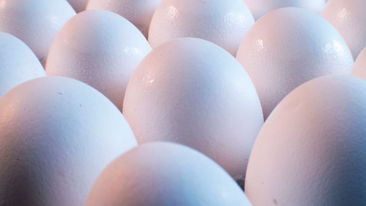Bird flu found in largest fresh egg producer in US, production halted