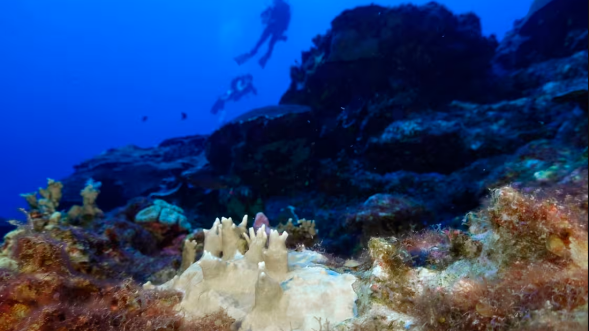 World’s coral reefs hit by fourth mass bleaching event, NOAA says – NBC ...