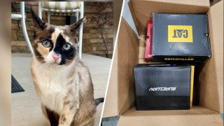 Left: An undated image of Galena the cat. Right: An undated of the box the cat was accidentally shipped in to a Southern California Amazon facility from Utah.