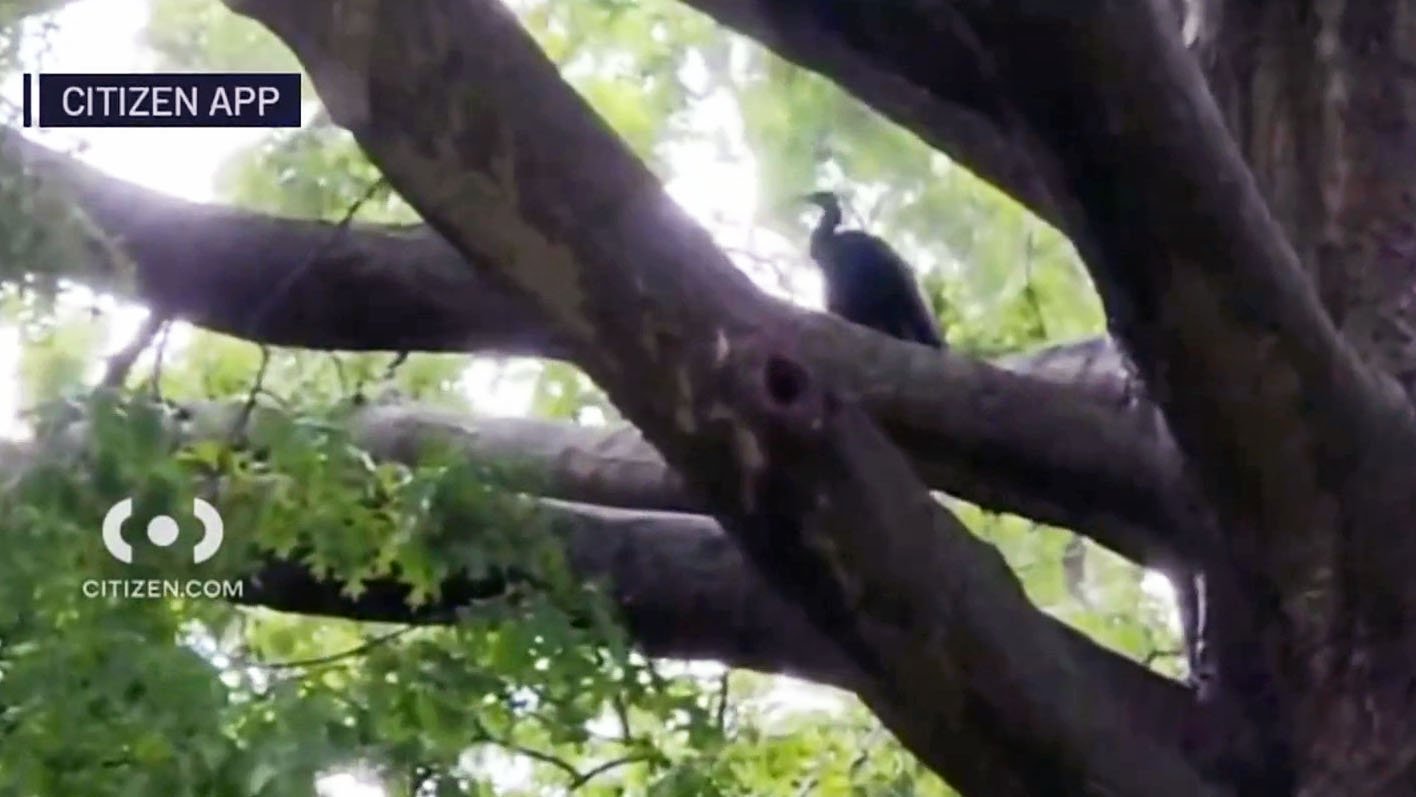 Bronx Zoo peacocks escape – NBC New York - Vimarsana News