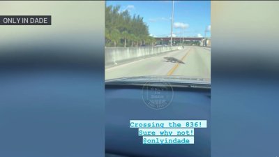 Video shows alligator crossing Dolphin Expressway