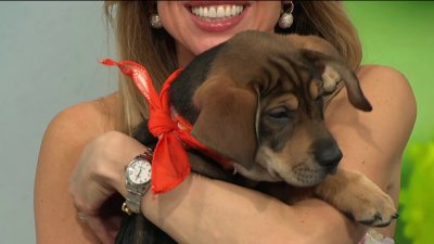 ‘Bring Love Home' with Best Friends Animal Society