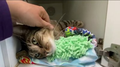 Clear the Shelters: Microchipping your pets