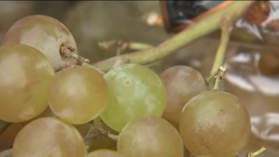 Produce Pete: Muscat grapes