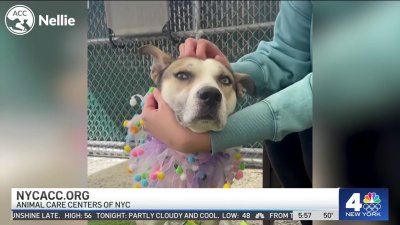 Clear the Shelters: Adoptable pets
