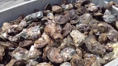 Shellfish lovers can find the best seafood spots with ‘Oyster Trail'