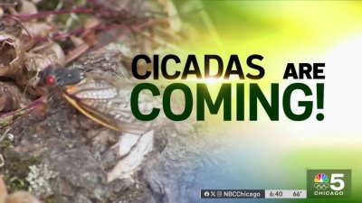 Everything you need to know about the 2024 Cicada emergence