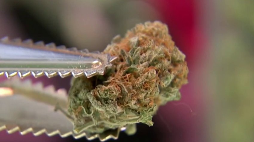 Justice Department moves to reclassify marijuana as less dangerous