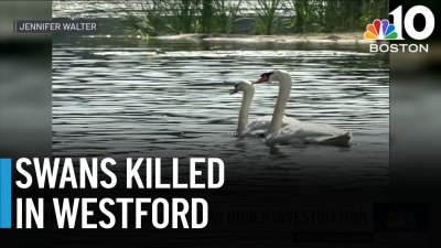 Police investigate killings of 2 swans in Westford