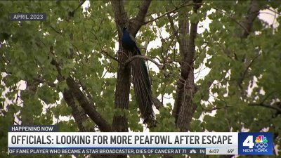 Bronx Zoo officials: looking for more peafowl after escape
