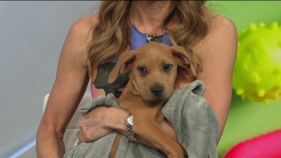 Clear the Shelters with SPCA Westchester