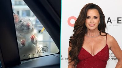 Kyle Richards panics as rat crawls on her car and traps her inside in hilarious video