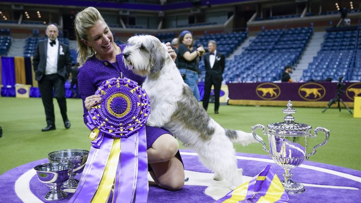 Dog Show 101: What’s what at the Westminster Kennel Club