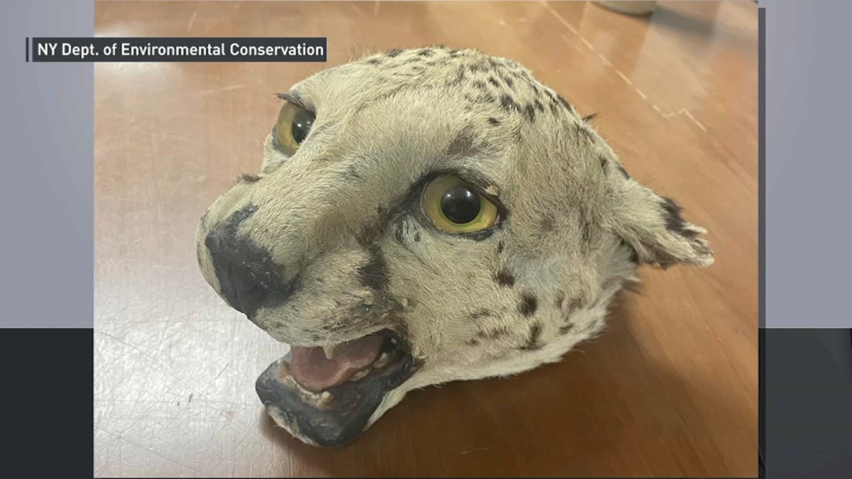 Brooklyn man sold animal parts, including cougar head, to undercover – NBC  New York