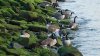 Why an NJ town plans on exterminating Canada geese at its park