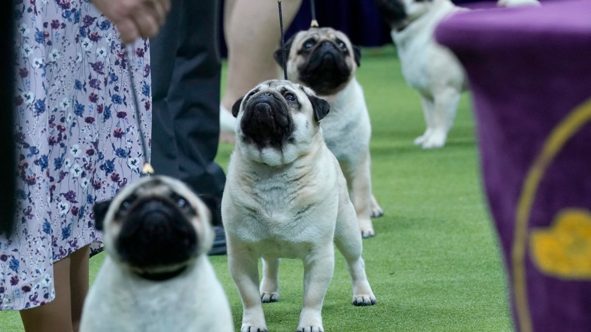 Westminster Kennel Club dog show begins in Queens NBC New York