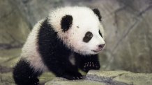 Bao Bao, the Giant Panda cub is seen by the media for the first time January 6, 2014 inside his glass enclosure at the Smithsonian's National Zoo in Washington, DC, a few days before going on display to the general public. Bao Bao was born at the Smithsonian's National Zoo August 2, 2013.      AFP Photo/Paul J. Richards        (Photo credit should read PAUL J. RICHARDS/AFP via Getty Images)