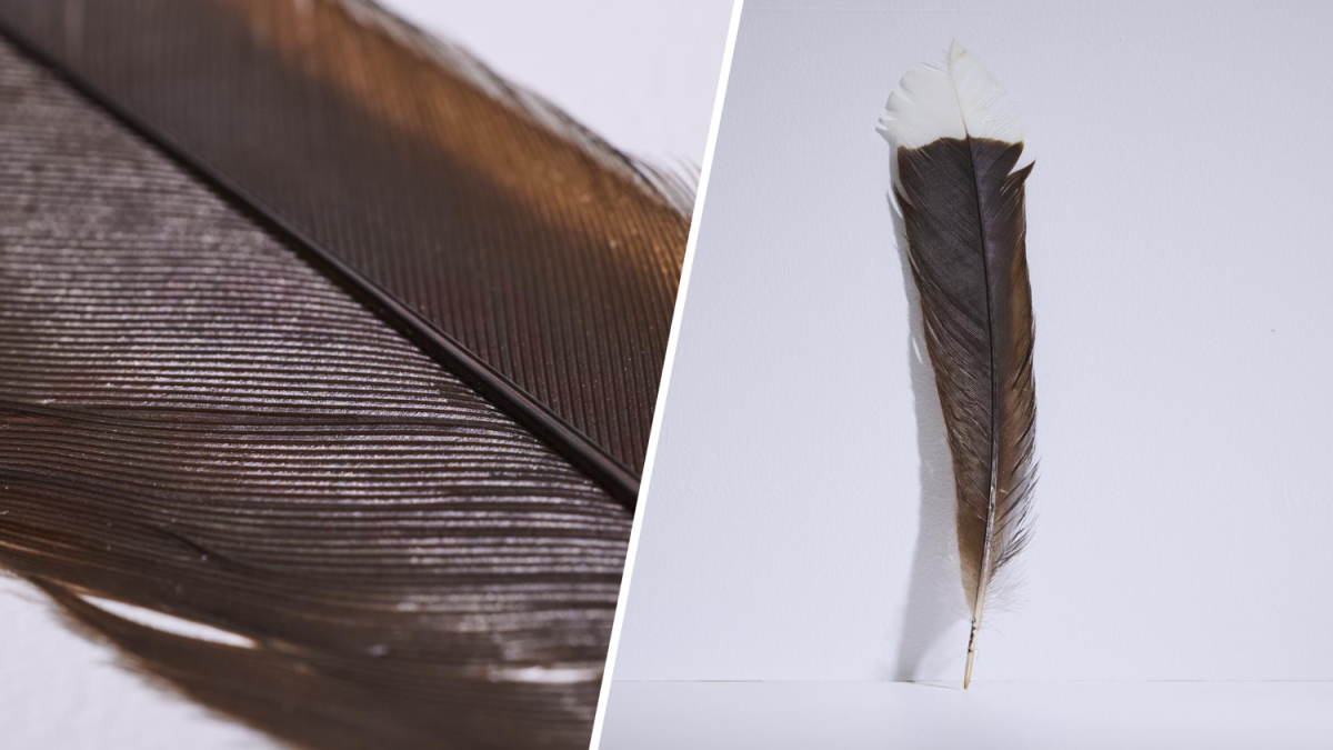 Extinct huia bird feather breaks record as most expensive at auction ...