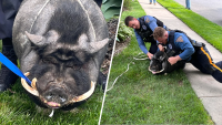 A-boar-able runaway pig oinking around captured by NJ police