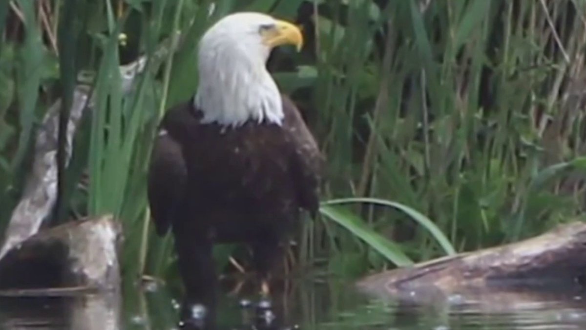 Bald eagle and osprey populations growing in NJ, could be taken off