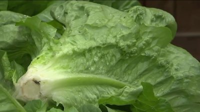 Produce Pete: Picking lettuce