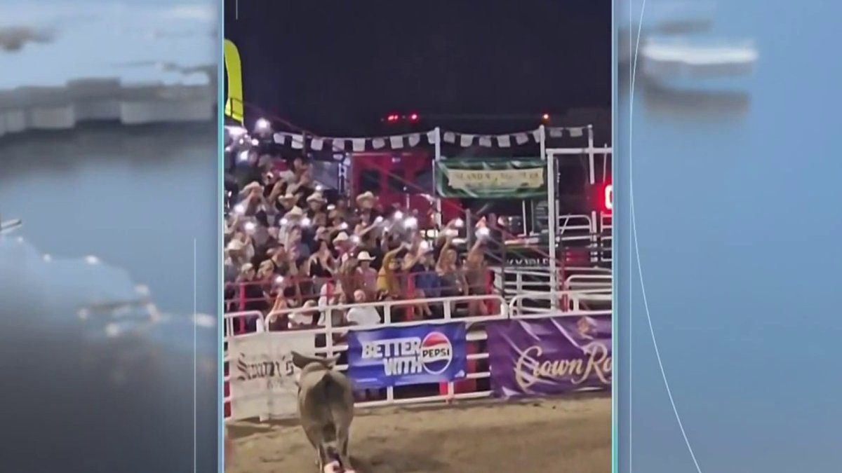 Rodeo bull hops fence at Oregon arena, injuring 3 – NBC New York