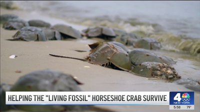 Helping the ‘living fossil' horseshoe crab survive along the Jersey Shore