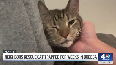 NYC neighbors rescue bodega cat trapped for weeks